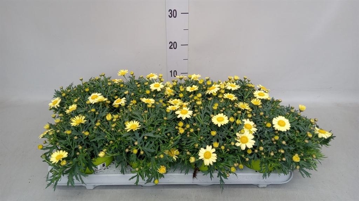 <h4>Argyranthemum  'La Rita Yellow'</h4>