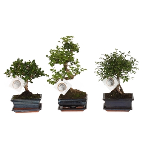 Bonsai Gemengd Keramiek