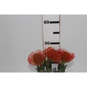 PROTEA LEUCOSPERMUM LARANJA