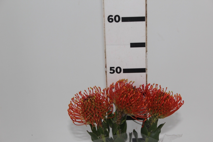 <h4>PROTEA LEUCOSPERMUM LARANJA</h4>