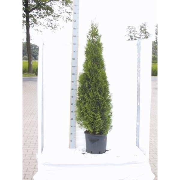 <h4>Thuja occidentalis 'Smaragd'</h4>