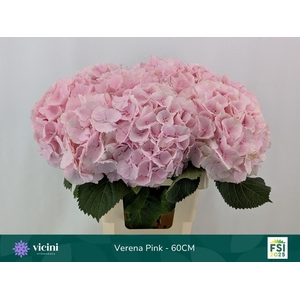 HYDR M CH VERENA