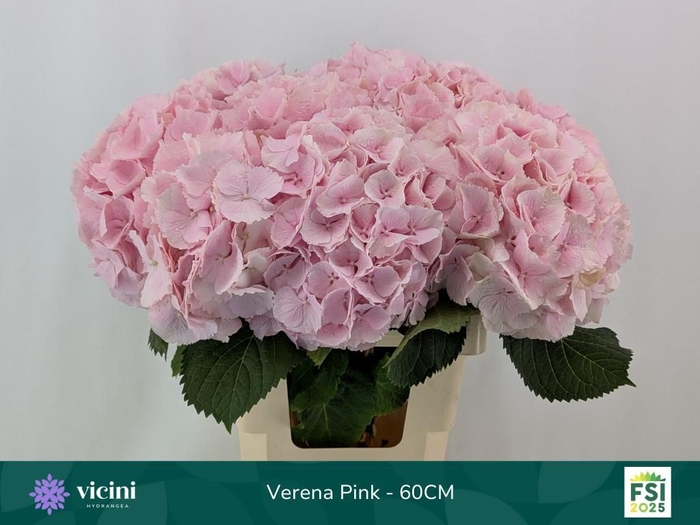 <h4>HYDR M CH VERENA</h4>