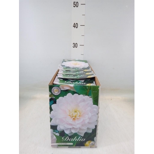 Dahlia   ...flowerbulbs