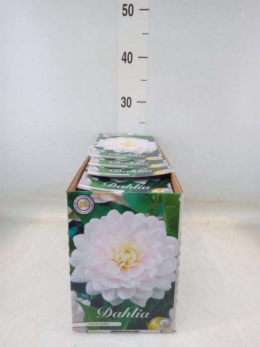 <h4>Dahlia   ...flowerbulbs</h4>