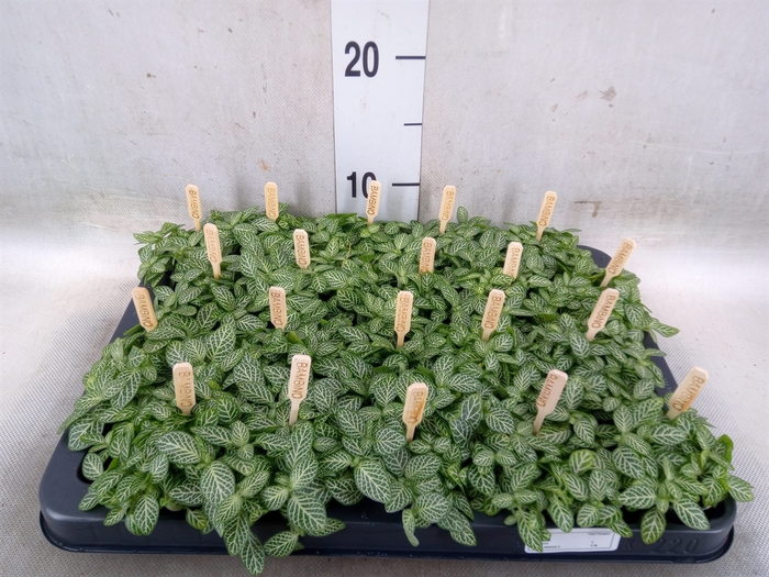 <h4>Fittonia verschaf.</h4>