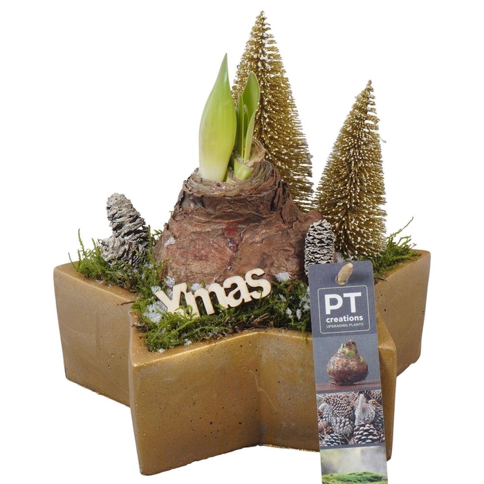 <h4>Arr. Kerst L%</h4>