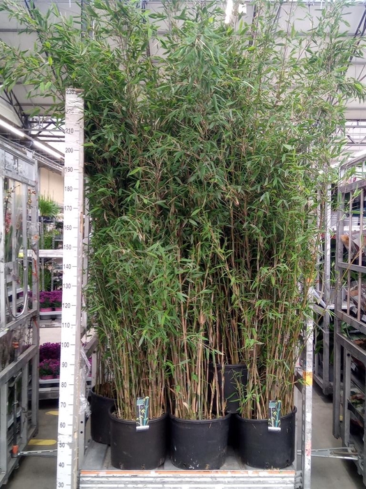 <h4>Fargesia  'Viking'</h4>