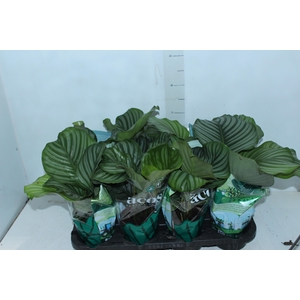 CALATHEA ORBIFOLIA P12