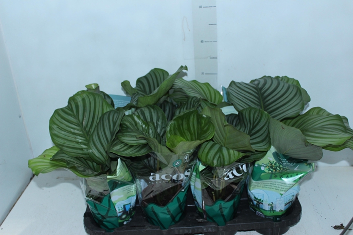 <h4>CALATHEA ORBIFOLIA P12</h4>