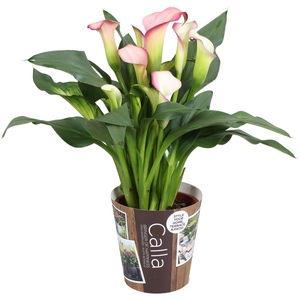 Zantedeschia French Kiss Calla wit roze met outdoor potcover