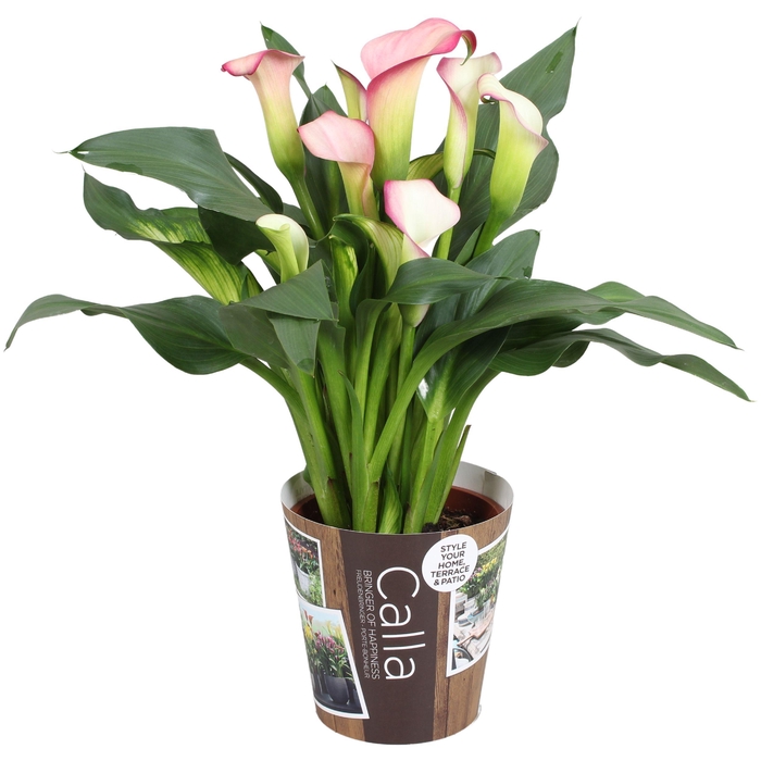<h4>Zantedeschia French Kiss Calla wit roze met outdoor potcover</h4>