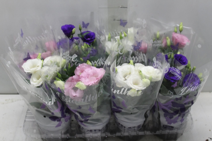 LISIANTHUS P13