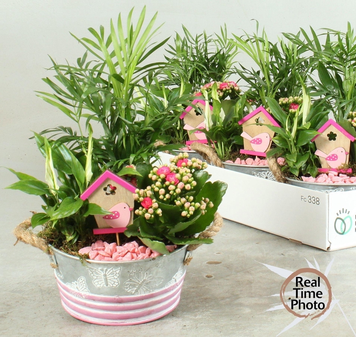 <h4>ARR KAMERPL</h4>