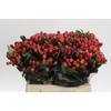 Hypericum True Romance