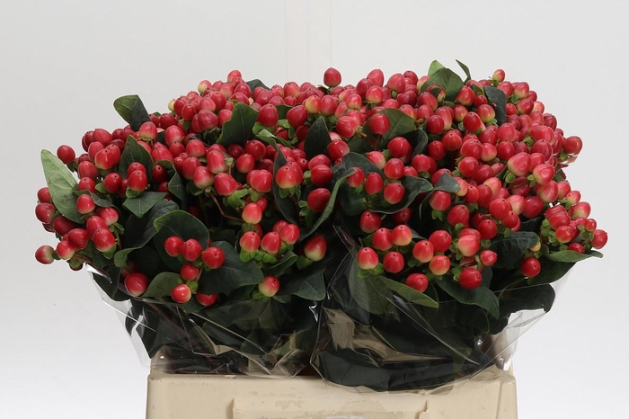 <h4>Hypericum True Romance</h4>