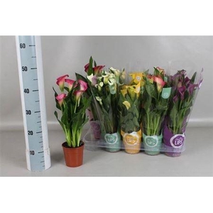 Zant Gem More Lips 3-4 Potcover