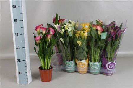 <h4>Zant Gem More Lips 3-4 Potcover</h4>