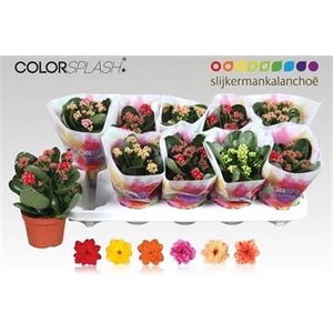 .Kalanchoe blossfeldiana gevuld gemengd 6 kleuren