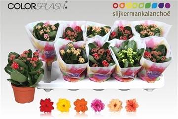 <h4>.Kalanchoe blossfeldiana gevuld gemengd 6 kleuren</h4>