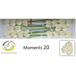 Anthurium Moments