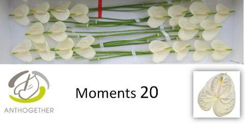 <h4>ANTH A MOMENTS</h4>