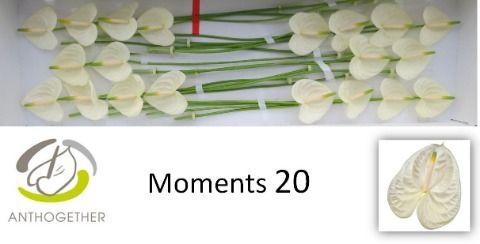 <h4>ANTH A MOMENTS</h4>