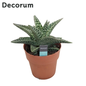 Aloe Aveo (Decorum)