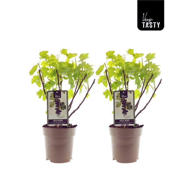 <h4>Ribes Jostaberry</h4>