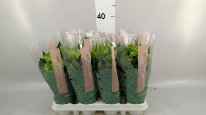 <h4>Anthurium andr. 'Smaragd'</h4>