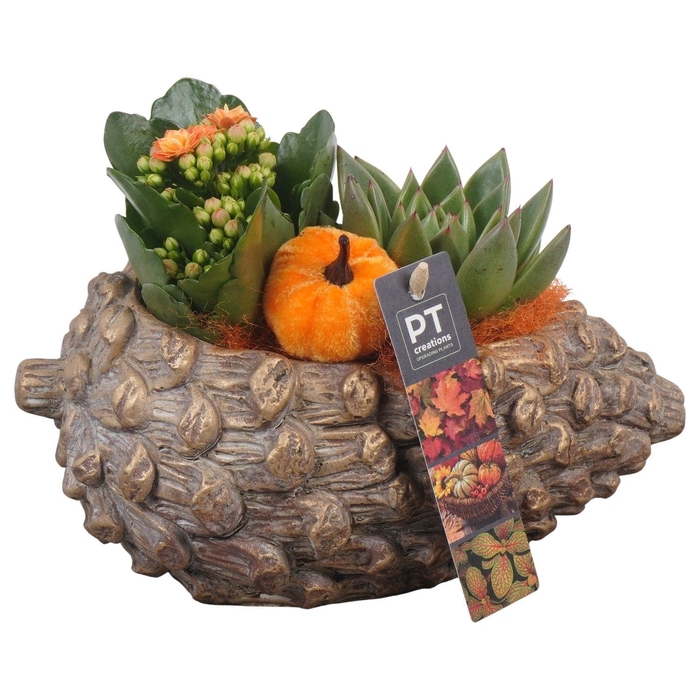 <h4>Arr.   Planten L%</h4>