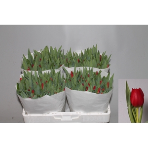 TU EN BEN VAN ZANTEN