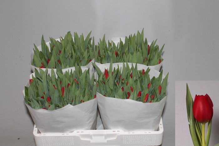 <h4>TU EN BEN VAN ZANTEN</h4>