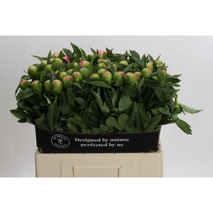 Paeonia Pink Hawaiian Coral