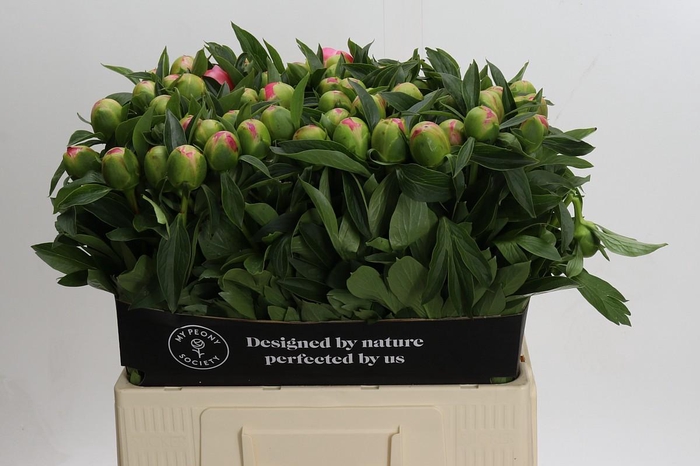 <h4>Paeonia Pink Hawaiian Coral</h4>