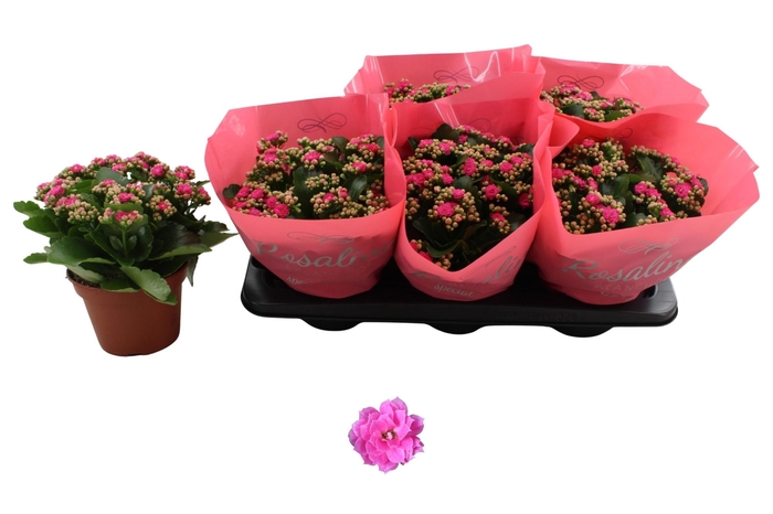 <h4>KAL GE NANDO PINK</h4>