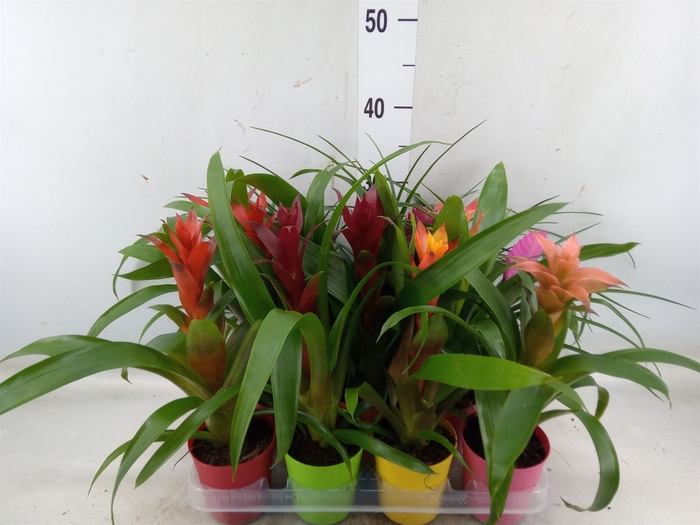 <h4>Bromelia   ...mix</h4>