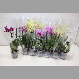 Phal Gem 4 Kl