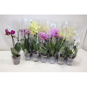Phal Gem 4 Kl
