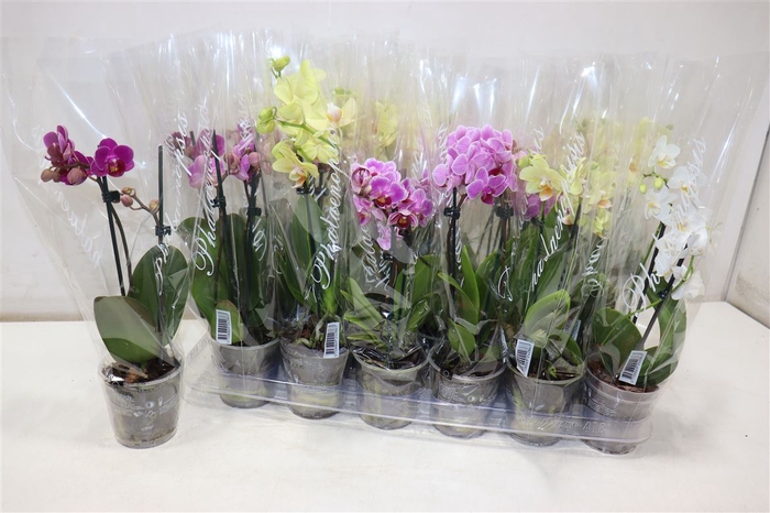 <h4>Phal Gem 4 Kl</h4>