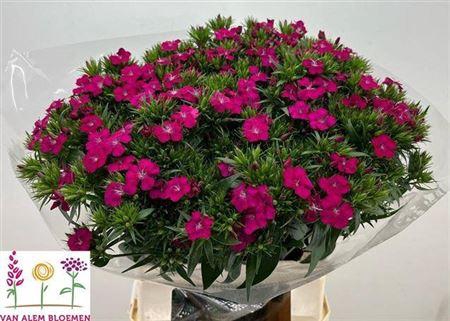 <h4>Di Barb Neon Cherry X50</h4>