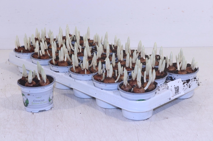<h4>CROCUS JEANNE D ARC</h4>