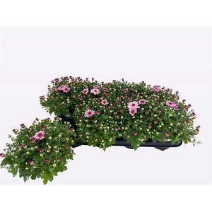 CHRYS GARDEN FLAIR PINK P12