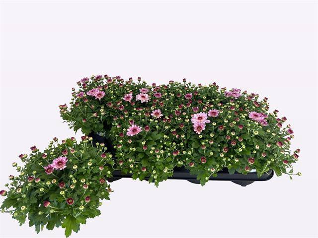 <h4>CHRYS FLAIR PINK P12</h4>