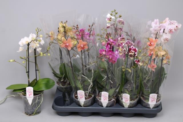 <h4>PHAL MF GEM 5 KL</h4>