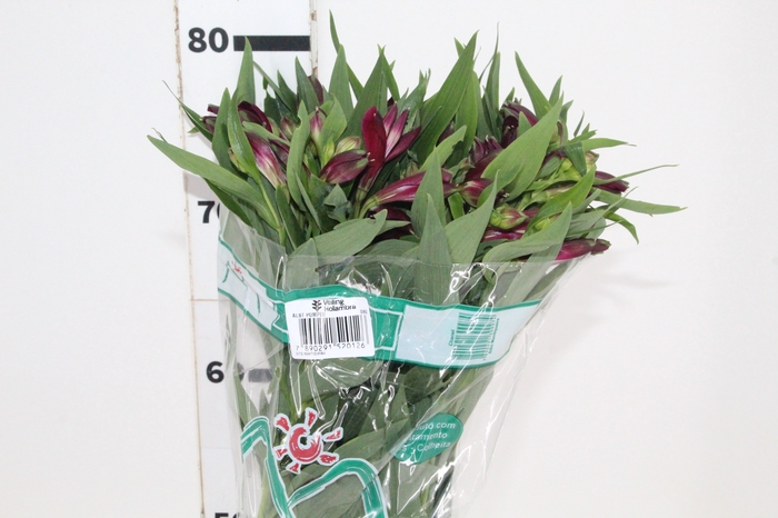 <h4>ALSTROEMERIA POMPEII 080 CM</h4>