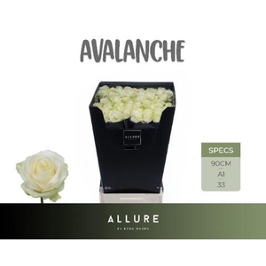 R GR AVALANCHE+