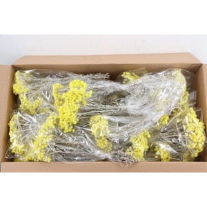 DF IMMORTELLE YELLOW BS 100GR