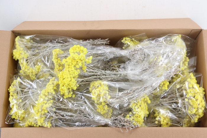 <h4>DF IMMORTELLE YELLOW BS 100GR</h4>