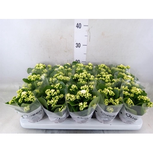 Kalanchoe blos. 'RosFlow Sia'